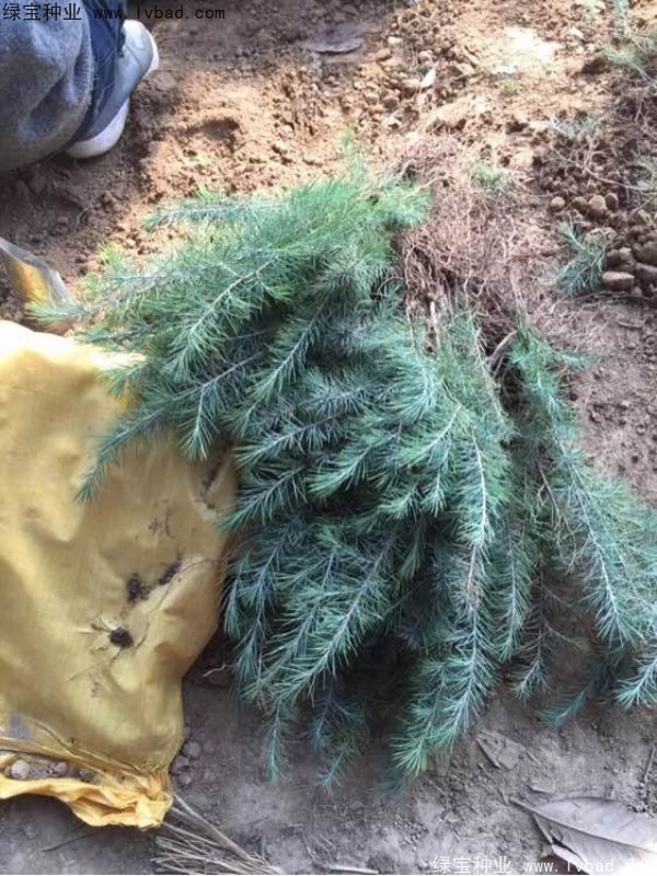 雪松<a href='http://fscangbo.com/' target='_blank'>種子</a>