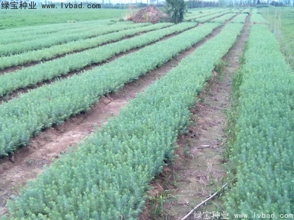 <a href='http://fscangbo.com/linmuzhongzi/1853.html' target='_blank'>雪松種子</a>