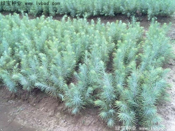 雪松<a href='http://fscangbo.com/' target='_blank'>種子</a>