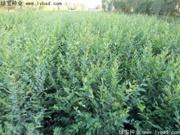 <a href='http://fscangbo.com/linmuzhongzi/1854.html' target='_blank'>榆樹種子</a>