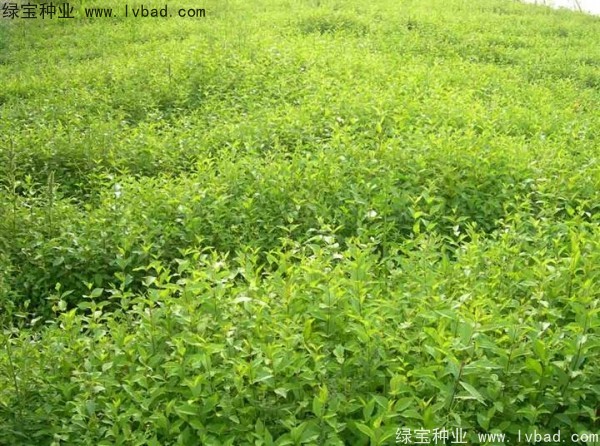 榆樹<a href='http://fscangbo.com/' target='_blank'>種子</a>