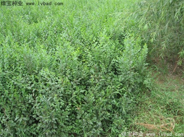 <a href='http://fscangbo.com/linmuzhongzi/1854.html' target='_blank'>榆樹</a><a href='http://fscangbo.com/' target='_blank'>種子</a>