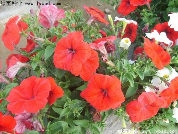 <a href='http://fscangbo.com/caohuazhongzi/1017.html' target='_blank'>矮牽牛種子</a>