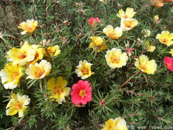 半枝蓮種子 半枝蓮種子