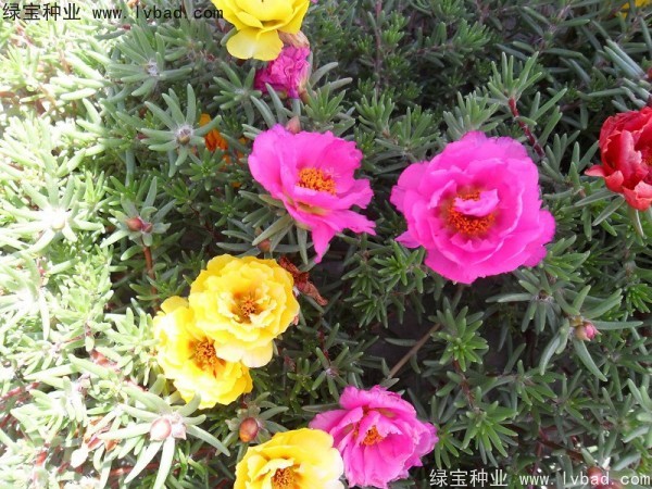 半枝蓮種子 半枝蓮種子