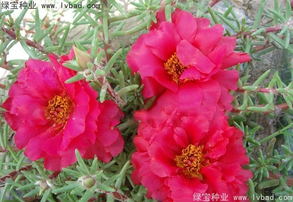 半枝蓮種子 半枝蓮種子