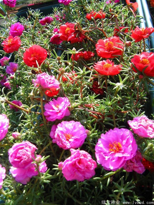 半枝蓮種子 半枝蓮種子