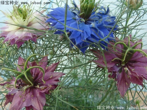 <a href='http://fscangbo.com/caohuazhongzi/1026.html' target='_blank'>波斯寶石</a>