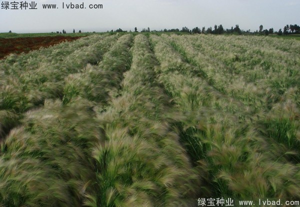 <a href='http://fscangbo.com/caohuazhongzi/1055.html' target='_blank'>狗尾草種子</a>