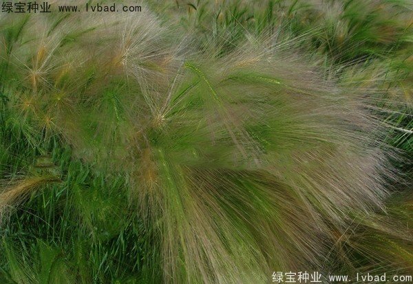 <a href='http://fscangbo.com/caohuazhongzi/1055.html' target='_blank'>狗尾草</a><a href='http://fscangbo.com/' target='_blank'>種子</a>