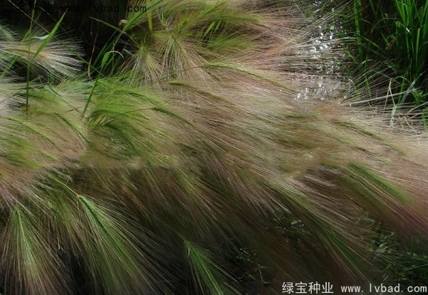 <a href='http://fscangbo.com/caohuazhongzi/1055.html' target='_blank'>狗尾草種子</a>