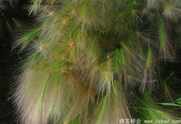 狗尾草<a href='http://fscangbo.com/' target='_blank'>種子</a>