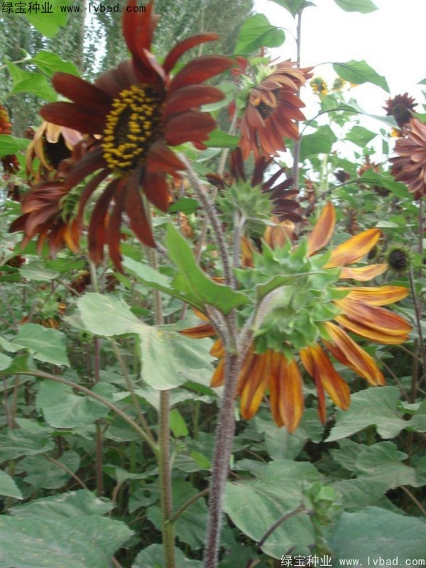 觀賞<a href='http://fscangbo.com/caohuazhongzi/97271.html' target='_blank'>向日葵</a><a href='http://fscangbo.com/' target='_blank'>種子</a>