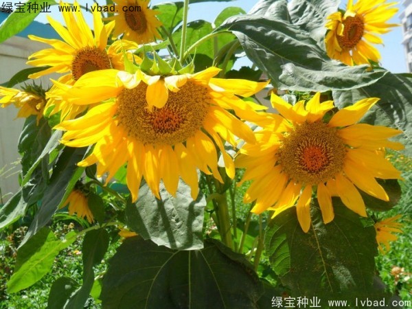 <a href='http://fscangbo.com/caohuazhongzi/1057.html' target='_blank'>觀賞向日葵種子</a>