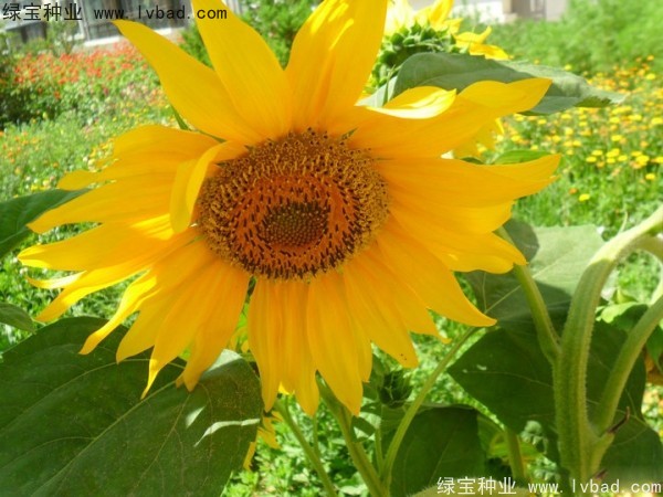 觀賞<a href='http://fscangbo.com/caohuazhongzi/97271.html' target='_blank'>向日葵</a>種子