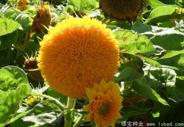 <a href='http://fscangbo.com/caohuazhongzi/1057.html' target='_blank'>觀賞向日葵</a><a href='http://fscangbo.com/' target='_blank'>種子</a>