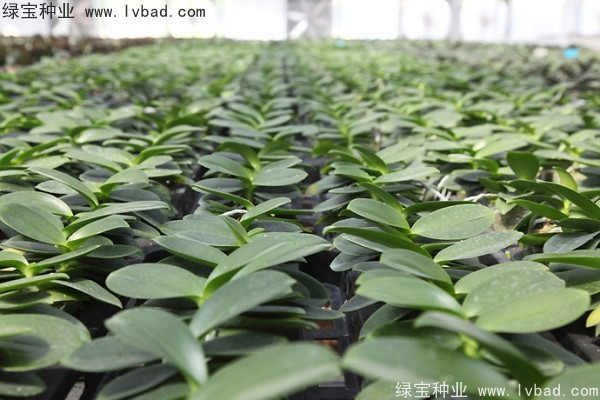 <a href='http://fscangbo.com/caohuazhongzi/1066.html' target='_blank'>蝴蝶蘭種子</a>