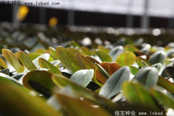 蝴蝶蘭<a href='http://fscangbo.com/' target='_blank'>種子</a>