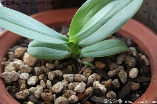 <a href='http://fscangbo.com/caohuazhongzi/1066.html' target='_blank'>蝴蝶蘭</a><a href='http://fscangbo.com/' target='_blank'>種子</a>