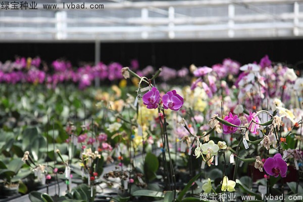 <a href='http://fscangbo.com/caohuazhongzi/1066.html' target='_blank'>蝴蝶蘭</a><a href='http://fscangbo.com/' target='_blank'>種子</a>