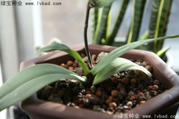 <a href='http://fscangbo.com/caohuazhongzi/1066.html' target='_blank'>蝴蝶蘭種子</a>