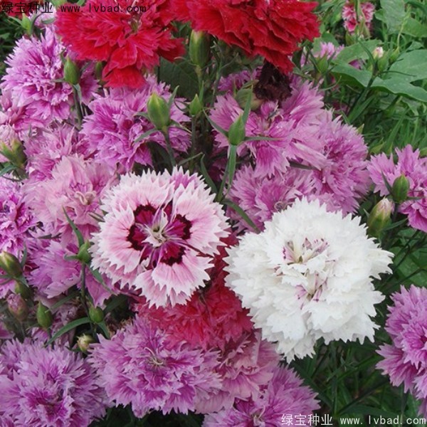 康乃馨<a href='http://fscangbo.com/' target='_blank'>種子</a>