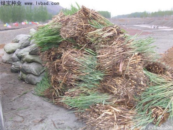 <a href='http://fscangbo.com/shuicaozhongzi/1587.html' target='_blank'>蘆葦種子</a>