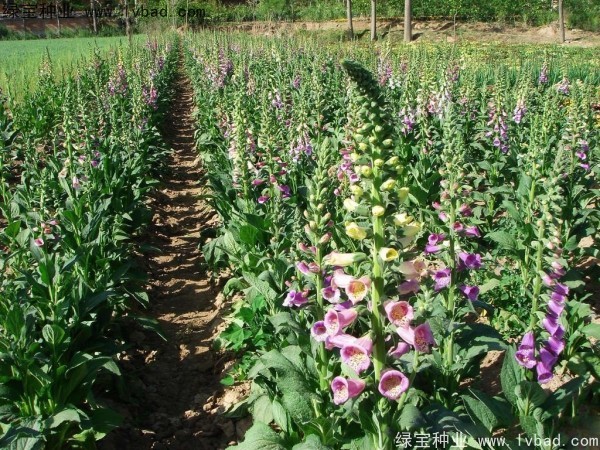 <a href='http://fscangbo.com/caohuazhongzi/1596.html' target='_blank'>毛地黃</a><a href='http://fscangbo.com/' target='_blank'>種子</a>