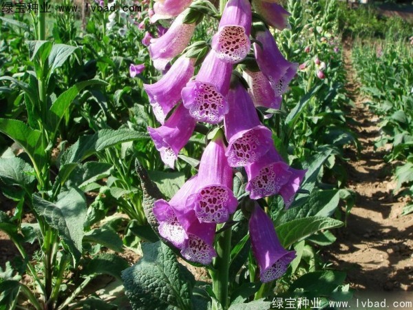 <a href='http://fscangbo.com/caohuazhongzi/1596.html' target='_blank'>毛地黃種子</a>