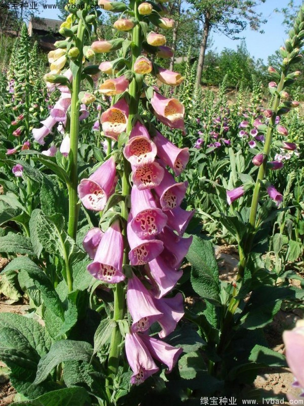 毛地黃<a href='http://fscangbo.com/' target='_blank'>種子</a>