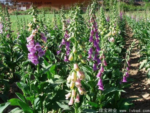 <a href='http://fscangbo.com/caohuazhongzi/1596.html' target='_blank'>毛地黃種子</a>