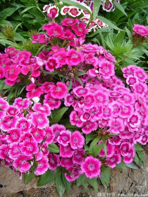 美國石竹<a href='http://fscangbo.com/' target='_blank'>種子</a>