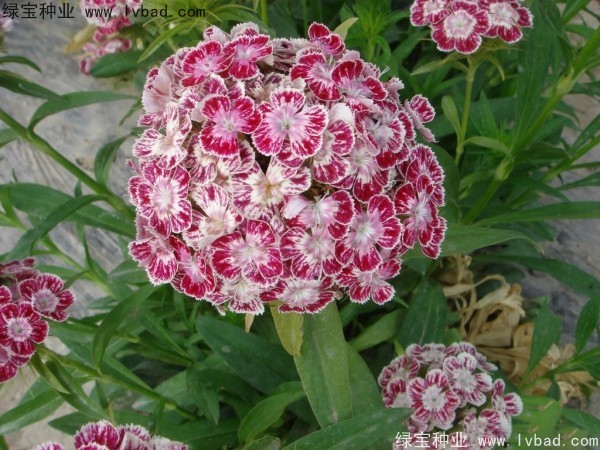 美國<a href='http://fscangbo.com/caohuazhongzi/97045.html' target='_blank'>石竹種子</a>