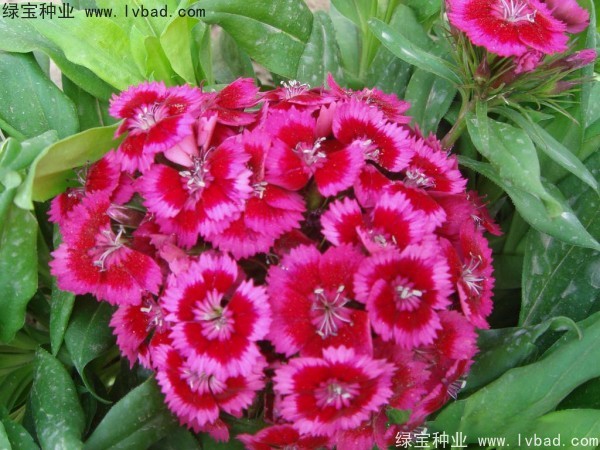 <a href='http://fscangbo.com/caohuazhongzi/1632.html' target='_blank'>五彩石竹種子</a>