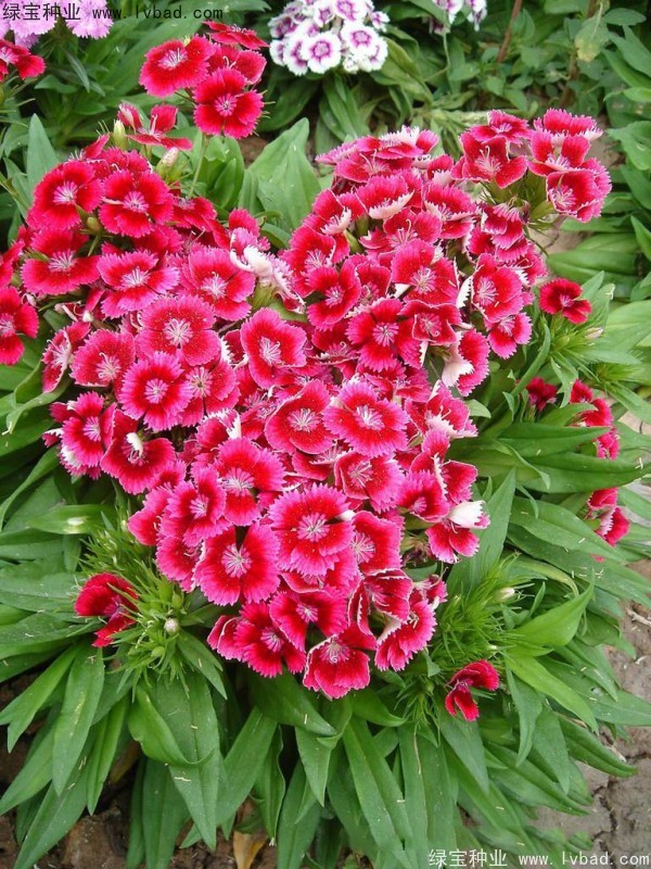 五彩<a href='http://fscangbo.com/caohuazhongzi/97045.html' target='_blank'>石竹種子</a>