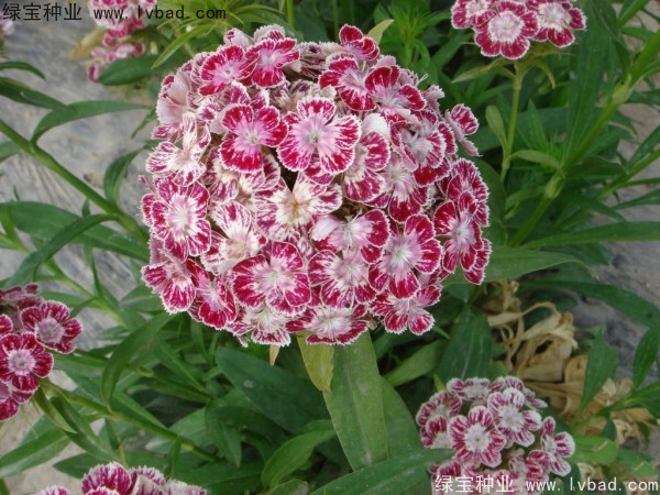 <a href='http://fscangbo.com/caohuazhongzi/1632.html' target='_blank'>五彩石竹</a><a href='http://fscangbo.com/' target='_blank'>種子</a>