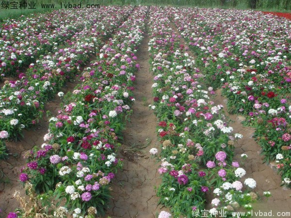 五彩<a href='http://fscangbo.com/caohuazhongzi/97045.html' target='_blank'>石竹</a><a href='http://fscangbo.com/' target='_blank'>種子</a>