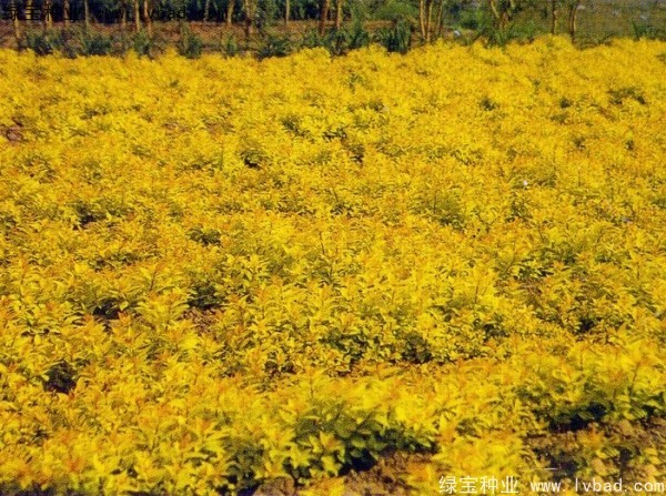 繡線菊<a href='http://fscangbo.com/' target='_blank'>種子</a>