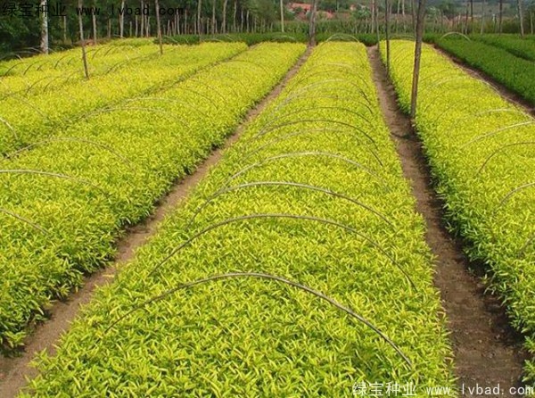 <a href='http://fscangbo.com/caohuazhongzi/1644.html' target='_blank'>繡線菊種子</a>