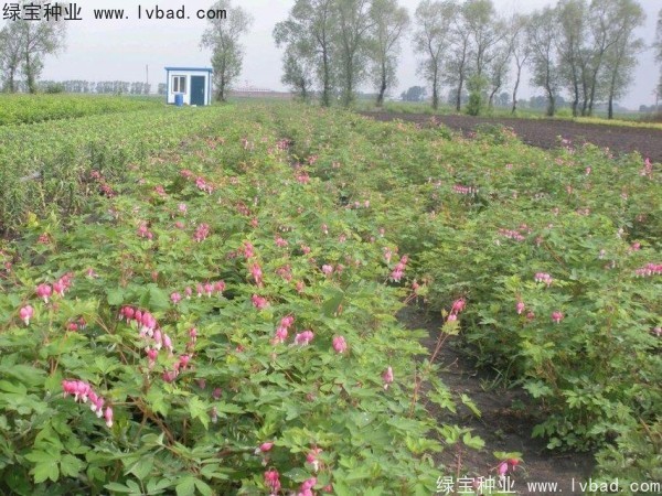 <a href='http://fscangbo.com/caohuazhongzi/1644.html' target='_blank'>繡線菊種子</a>