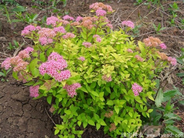 <a href='http://fscangbo.com/caohuazhongzi/1644.html' target='_blank'>繡線菊</a><a href='http://fscangbo.com/' target='_blank'>種子</a>