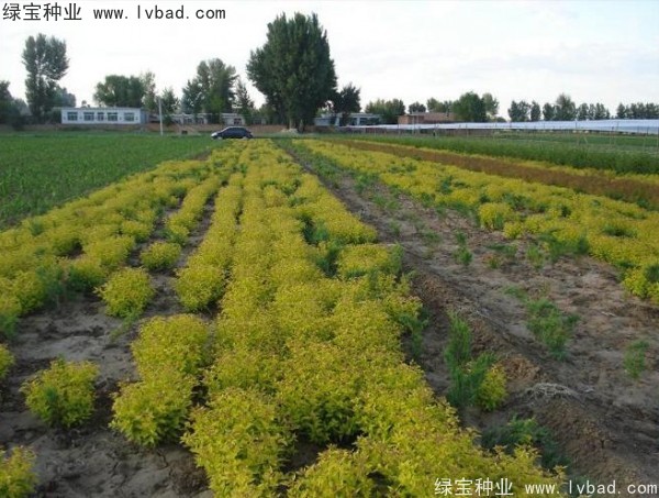 <a href='http://fscangbo.com/caohuazhongzi/1644.html' target='_blank'>繡線菊</a><a href='http://fscangbo.com/' target='_blank'>種子</a>