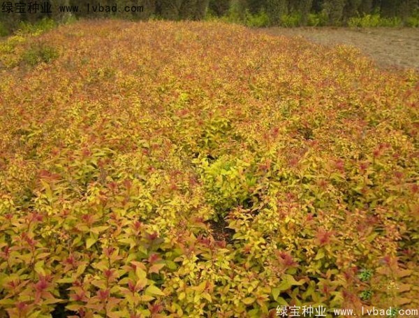 <a href='http://fscangbo.com/caohuazhongzi/1644.html' target='_blank'>繡線菊種子</a>