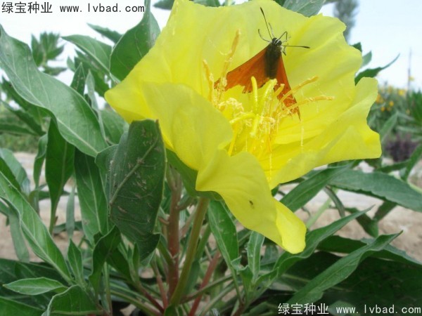 <a href='http://fscangbo.com/caohuazhongzi/1649.html' target='_blank'>夜來香種子</a>