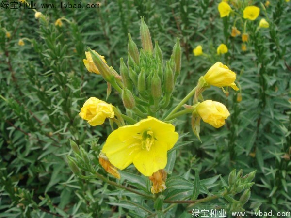 <a href='http://fscangbo.com/caohuazhongzi/1649.html' target='_blank'>夜來香</a><a href='http://fscangbo.com/' target='_blank'>種子</a>