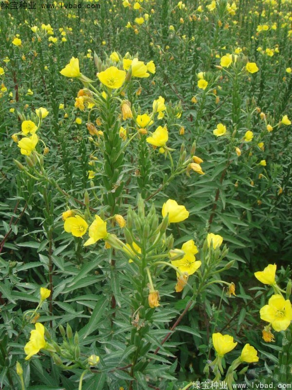 <a href='http://fscangbo.com/caohuazhongzi/1649.html' target='_blank'>夜來香</a>種子