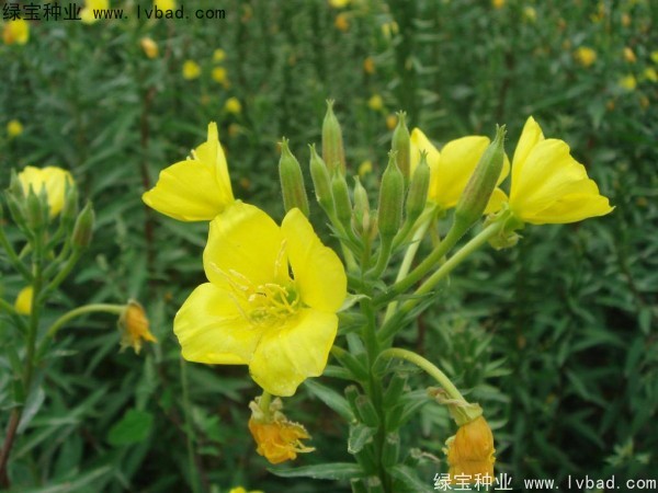 <a href='http://fscangbo.com/caohuazhongzi/1649.html' target='_blank'>夜來香種子</a>