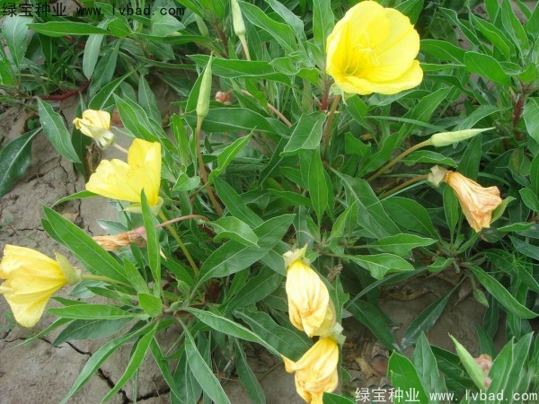 <a href='http://fscangbo.com/caohuazhongzi/1649.html' target='_blank'>夜來香</a><a href='http://fscangbo.com/' target='_blank'>種子</a>