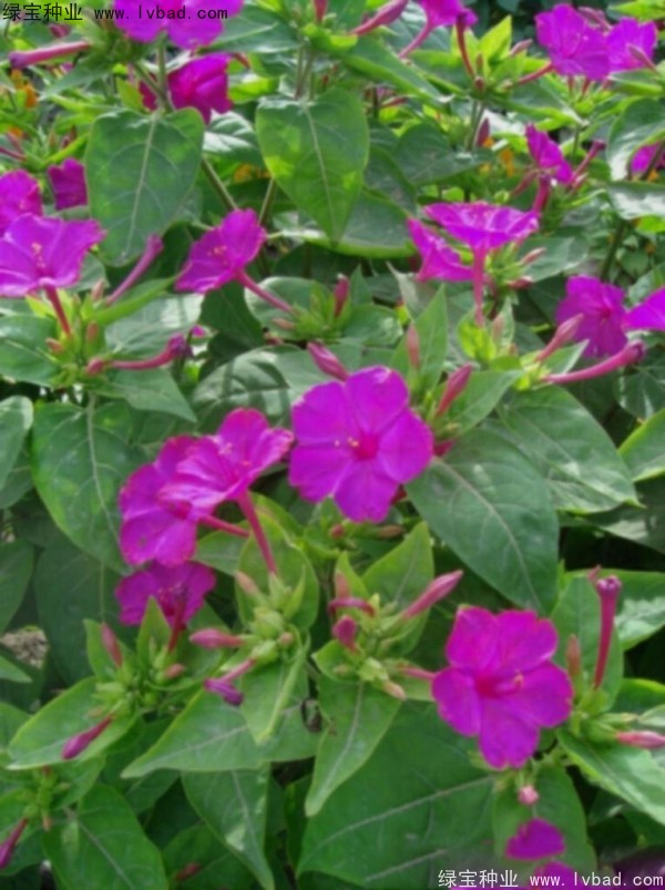 紫茉莉<a href='http://fscangbo.com/' target='_blank'>種子</a>