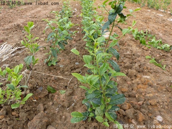 <a href='http://fscangbo.com/linmuzhongzi/2198.html' target='_blank'>茶樹種子</a>